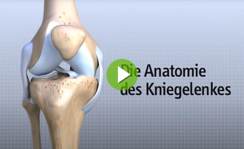 Die Anatomie des Kniegelenkes